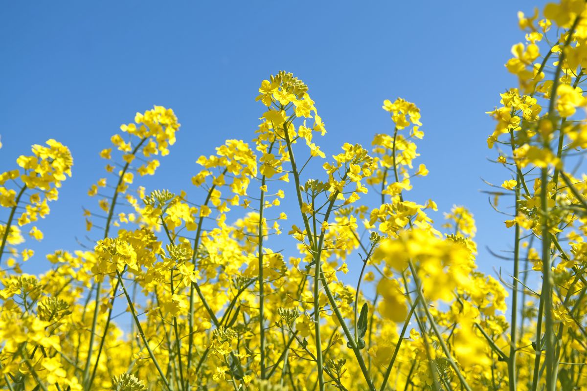 Plant Information and Variety Selection of Rapeseed | Wikifarmer